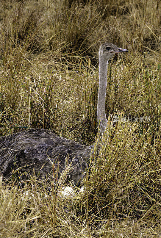 马赛鸵鸟(Struthio camelus massaiicus)，也被称为东非鸵鸟，是普通鸵鸟的一种红颈亚种，是东非特有的。肯尼亚马赛马拉国家保护区。雌性在有卵的巢中。